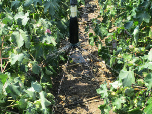Texas AgriLife Research