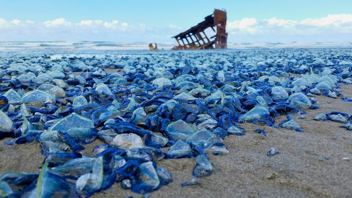 Blue Jellyfish Wash Up on American Beaches