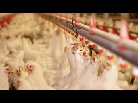 Water Disinfection in the Poultry Industry