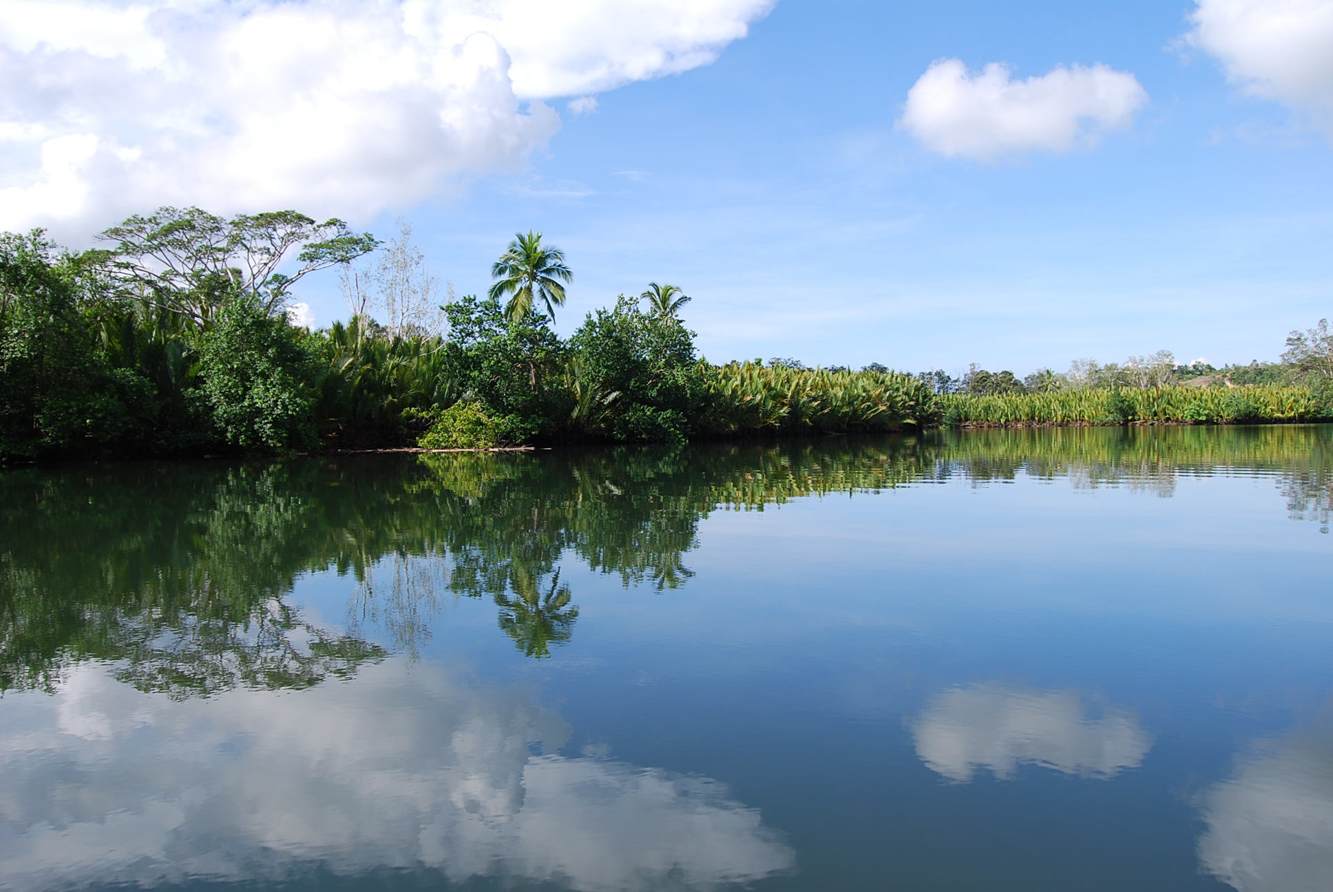 Rio de Aguas Drying up Due to Industrial Olive Farming