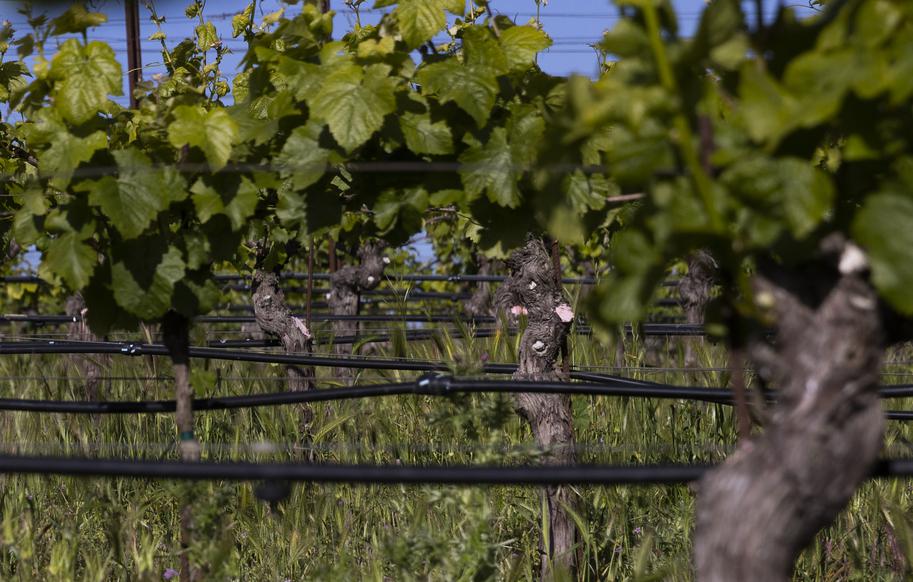 If the California wine industry wants to survive, it must use less water