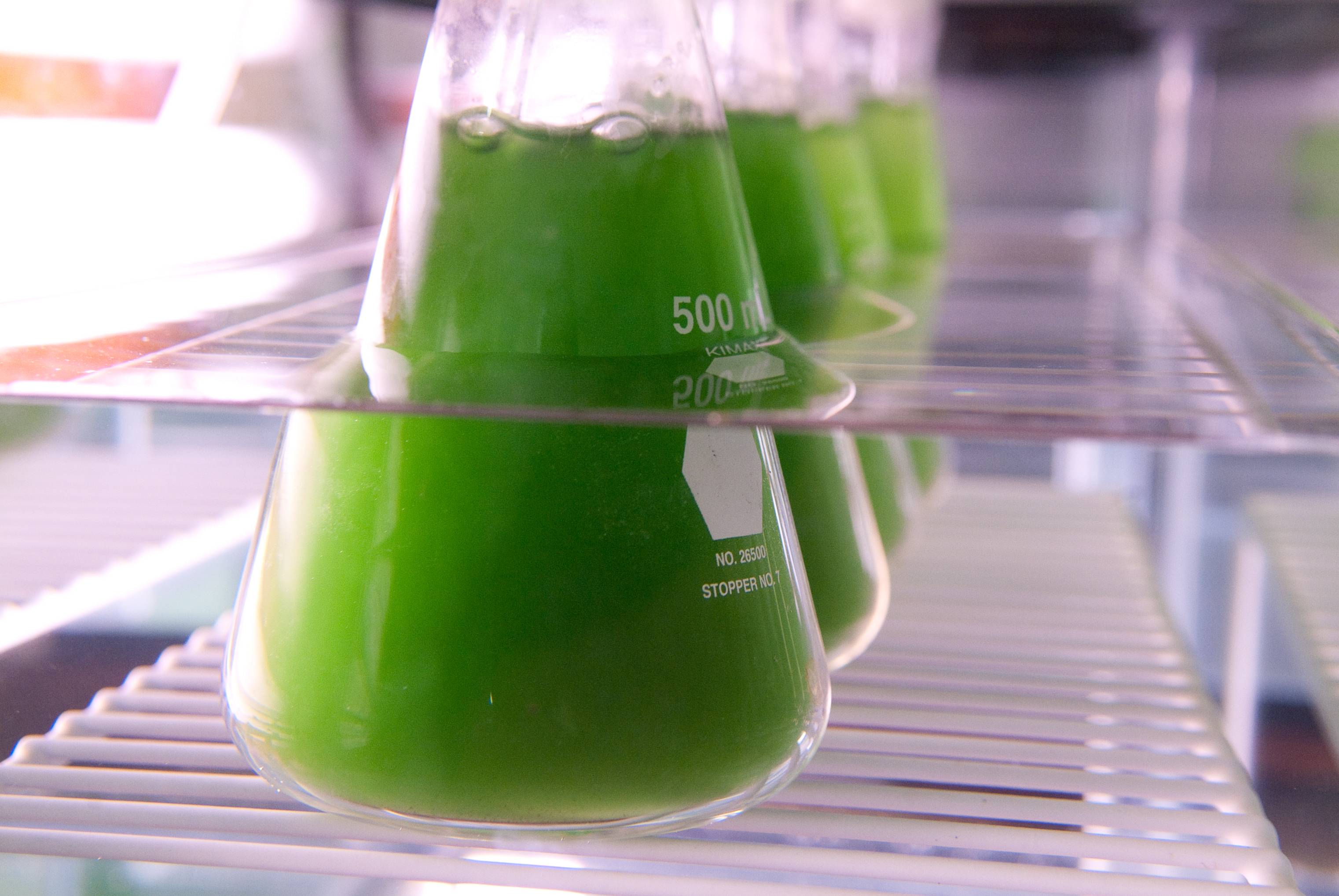 Scientists Link Toxic Algae to Warm Water