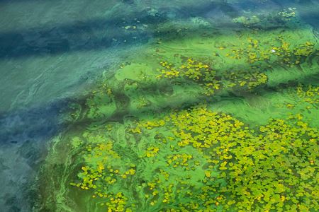 The Do-Nothing Approach To Algal Blooms