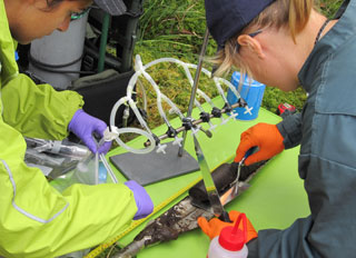 Uranium found to be mobile in a natural wetland