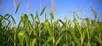 GM crops increase profits and environmental sustainability