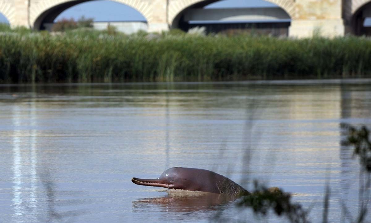 After thousands of years swimming the mighty river the gentle, blind mammal is under threat from a combination of uncontrolled fishing &amp; dam...