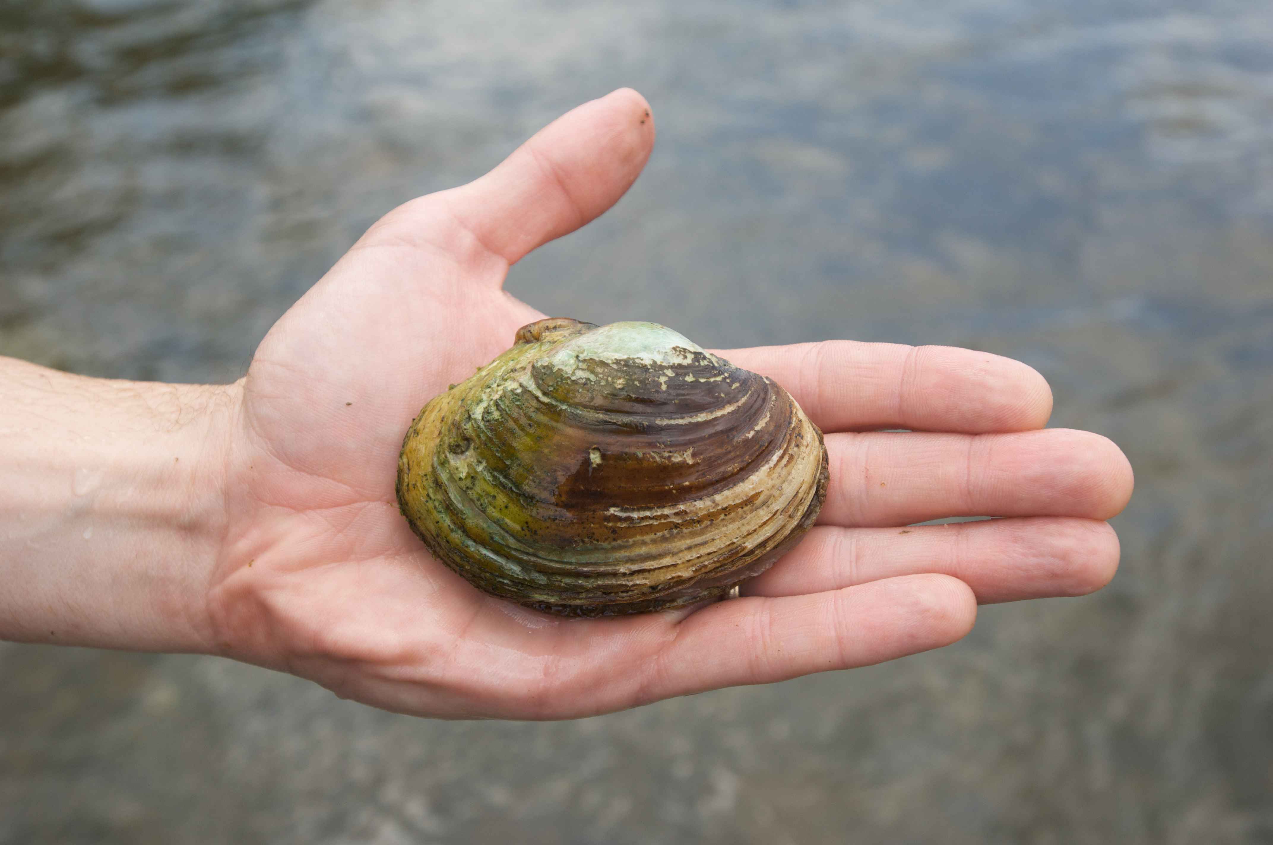 PCR Technology to Help Find and Fight Invasive ​Mussels