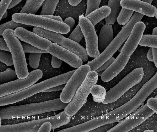 Engineers devise new method to remove harmful E. coli from water