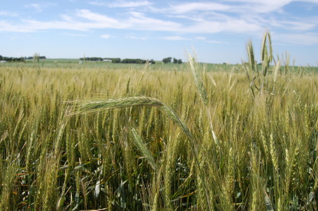 Northwest Iowa research explores nitrate runoff from farm fields