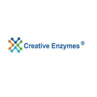 Creative Enzymes