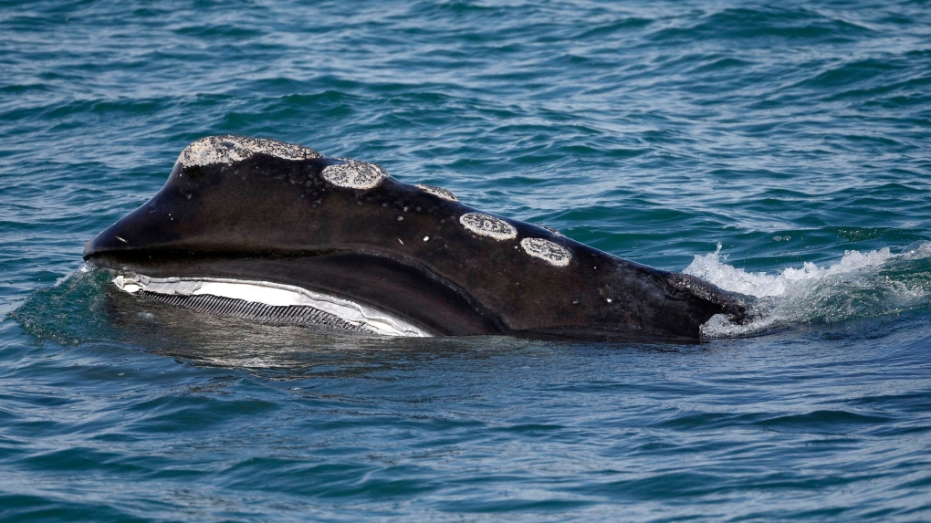 New ropeless fishing technology, which can help save whales, tested off N.L.