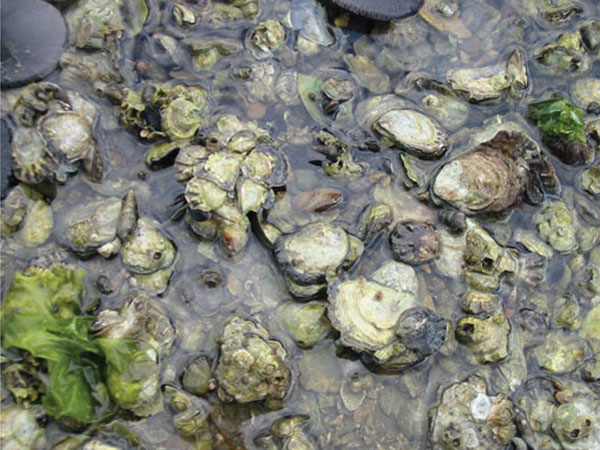 Research on Oyster for Cleaner Water