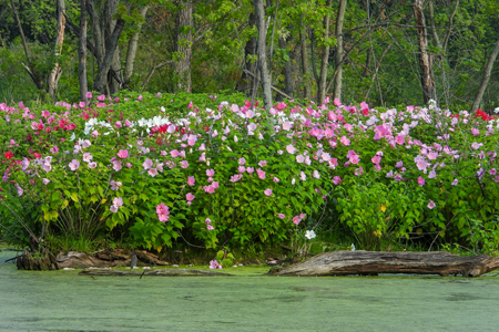 Solutions In Bloom: How Flowers Are Being Used To Clean Up Polluted Waterways