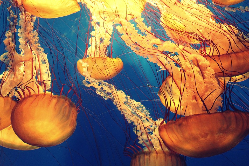 Scientists Try Using Mucus from Jellyfish to Clean the Seas