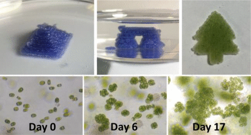 3D Printed Microalgal Silk Structures for Air and Water Purification