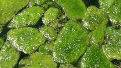 Using Algae Culture to Clean Up Water Bodies