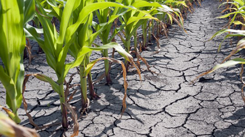 Water-Harvesting Cotton Could Help Sustain Agriculture in Arid Places