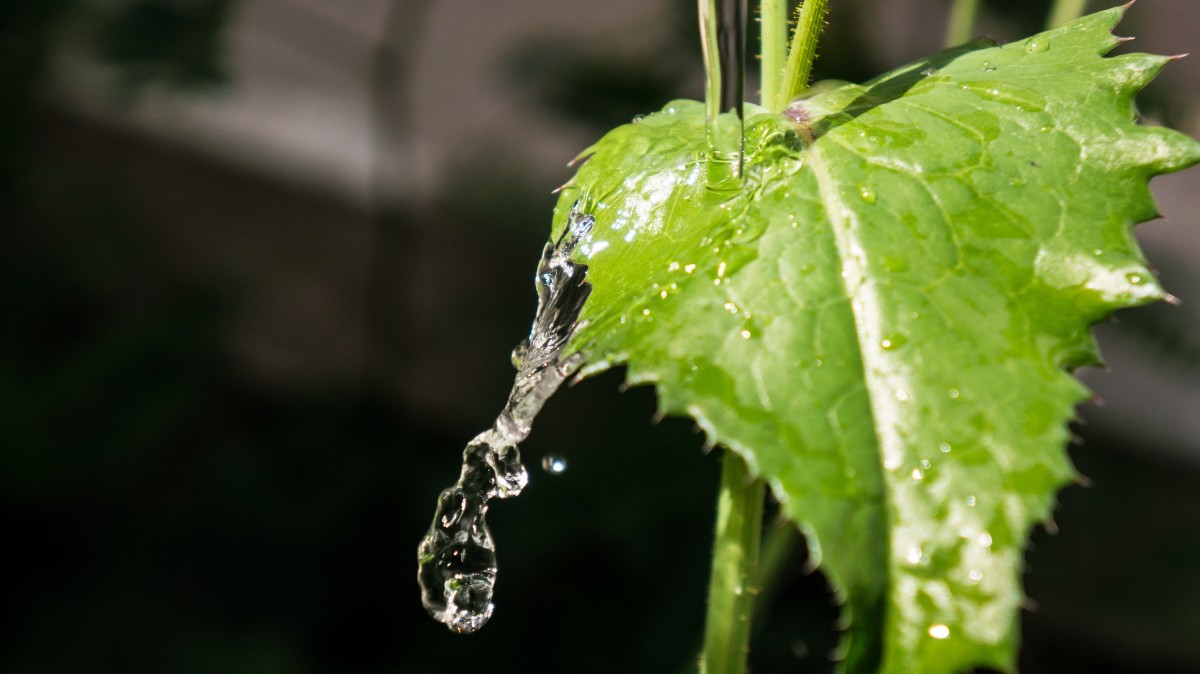 Smart Irrigation Model Predicts Rainfall to Conserve Water