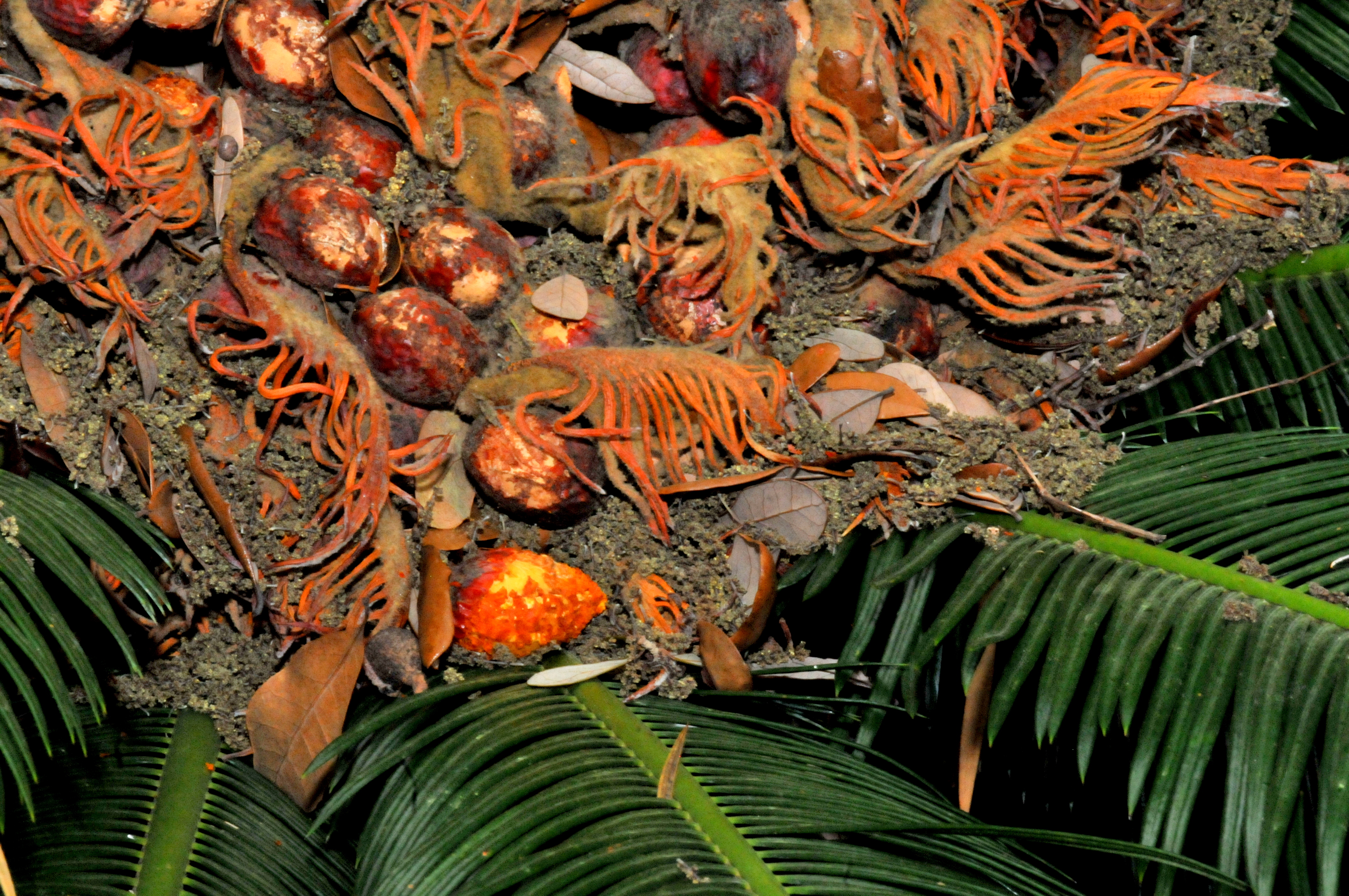 Sago Palm Waste Used to Absorb Oil from Spills