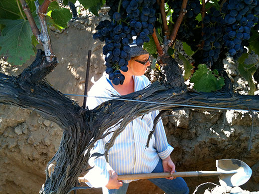 Wastewater Reuse On Vineyards