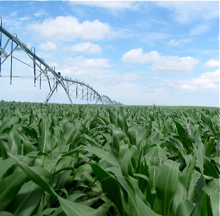 "Water+" Initiative Reduces Water Use for Crop