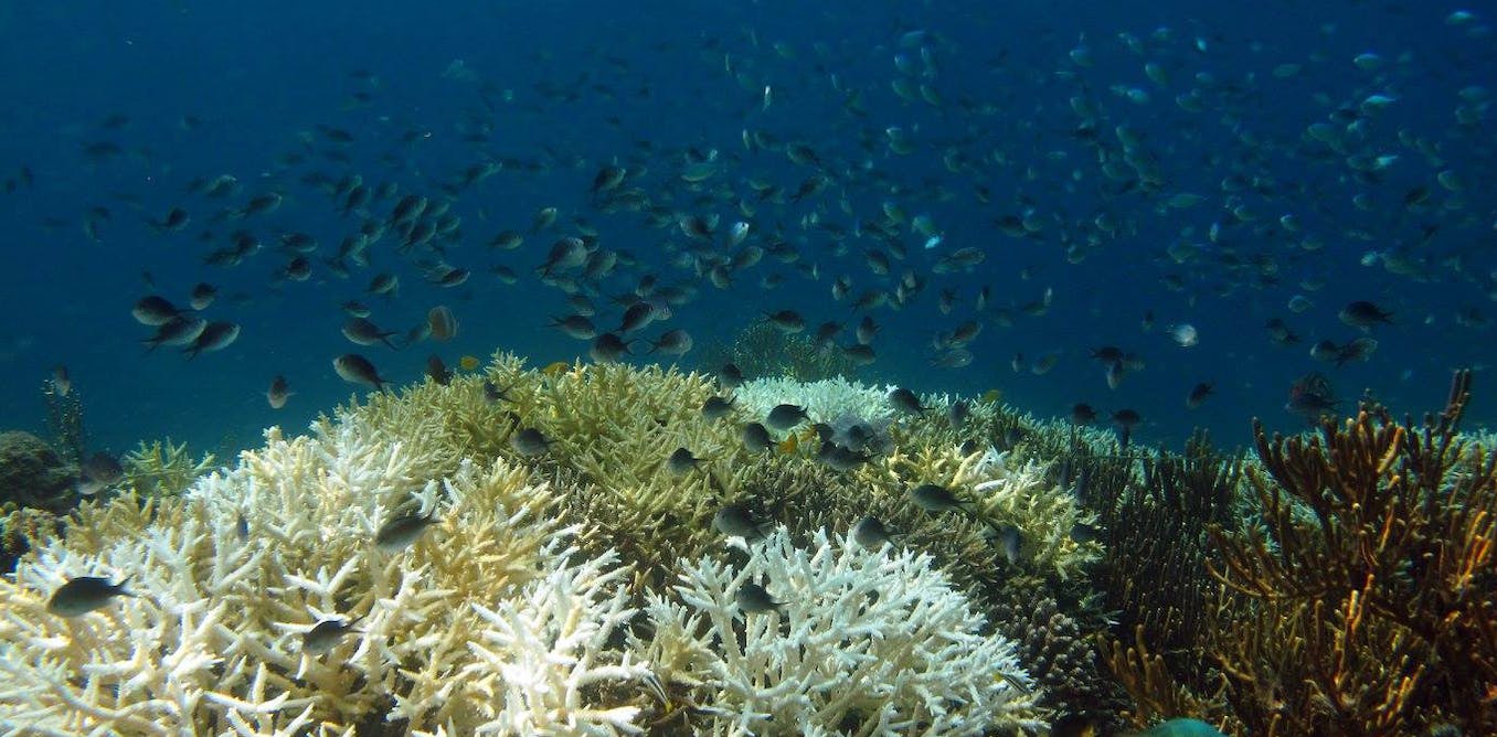 Climate risk index shows threats to 90 per cent of the world&#039;s marine species