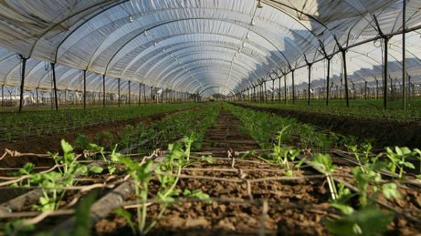 The Bubble-Greenhouse System