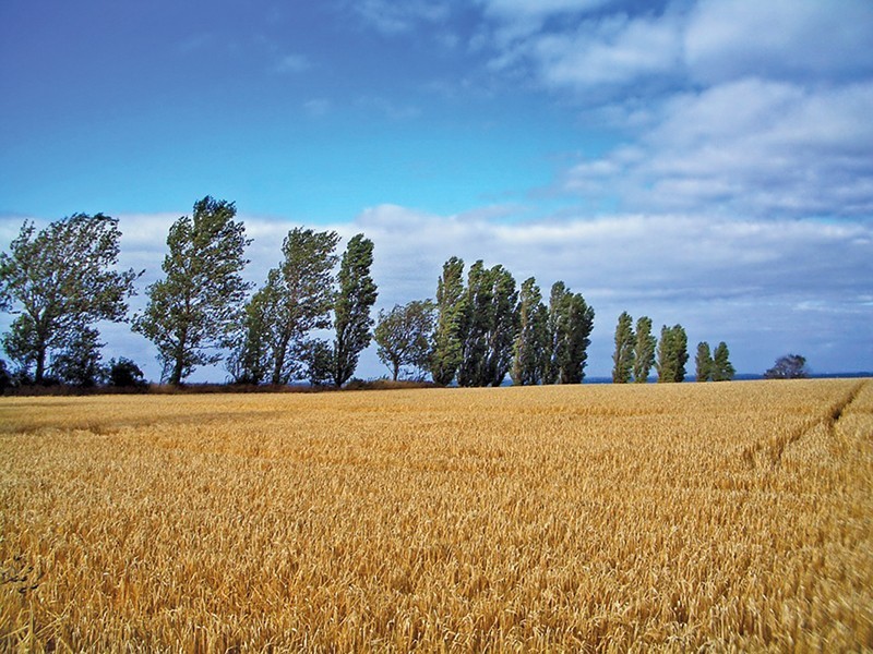 Water Pollution Plummeted After Denmark Tied Farm Runoff to Subsidies