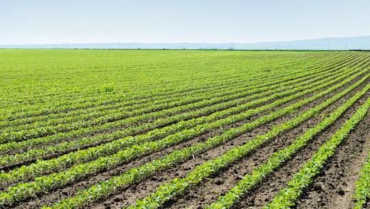 California Farms Use Wastewater for Irrigation