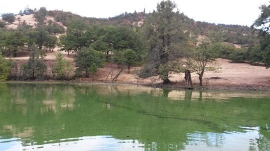 Toxic blue-green algae pose threat to drinking water