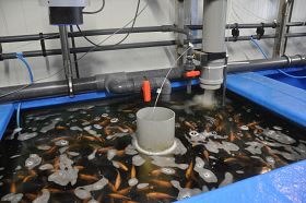 Innovating Aquaponics for Water Savings and Sustainable Food Production