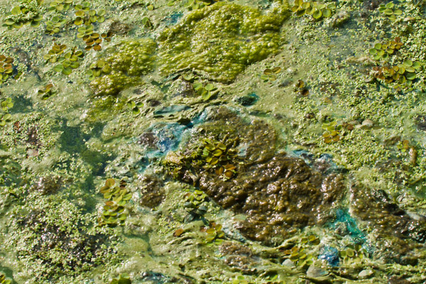 ​Financing ​Solutions to ​Harmful Algal ​Blooms