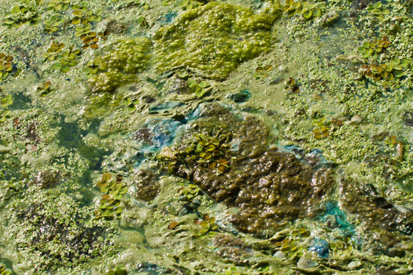 ​Financing ​Solutions to ​Harmful Algal ​Blooms