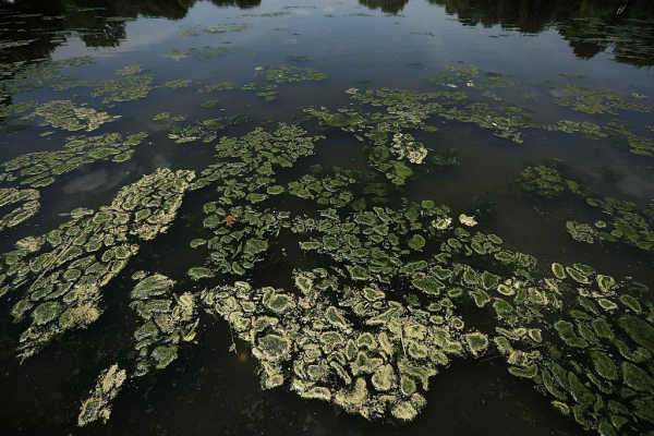 Reducing Phosphorous 90% with Algae