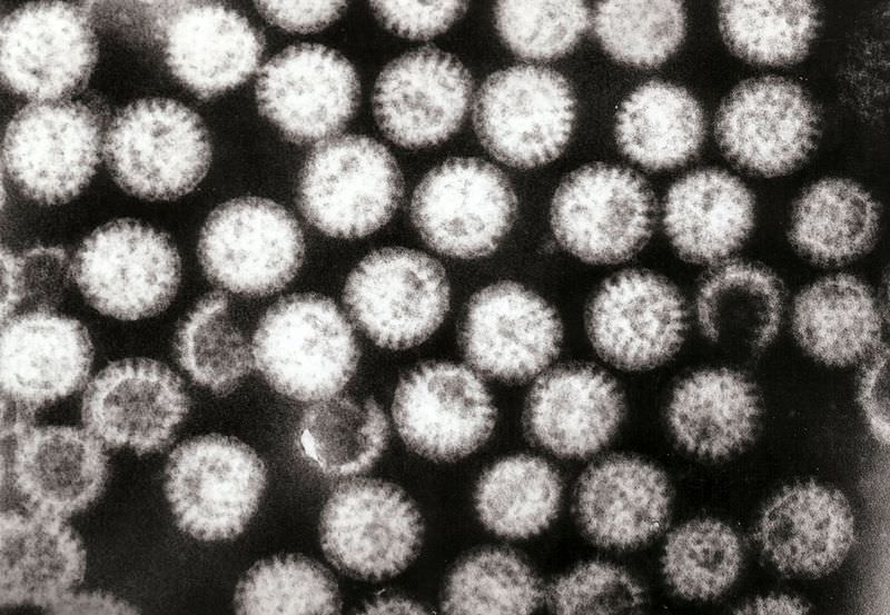 Rotavirus Transmission Influenced by Temperature, Water Movement