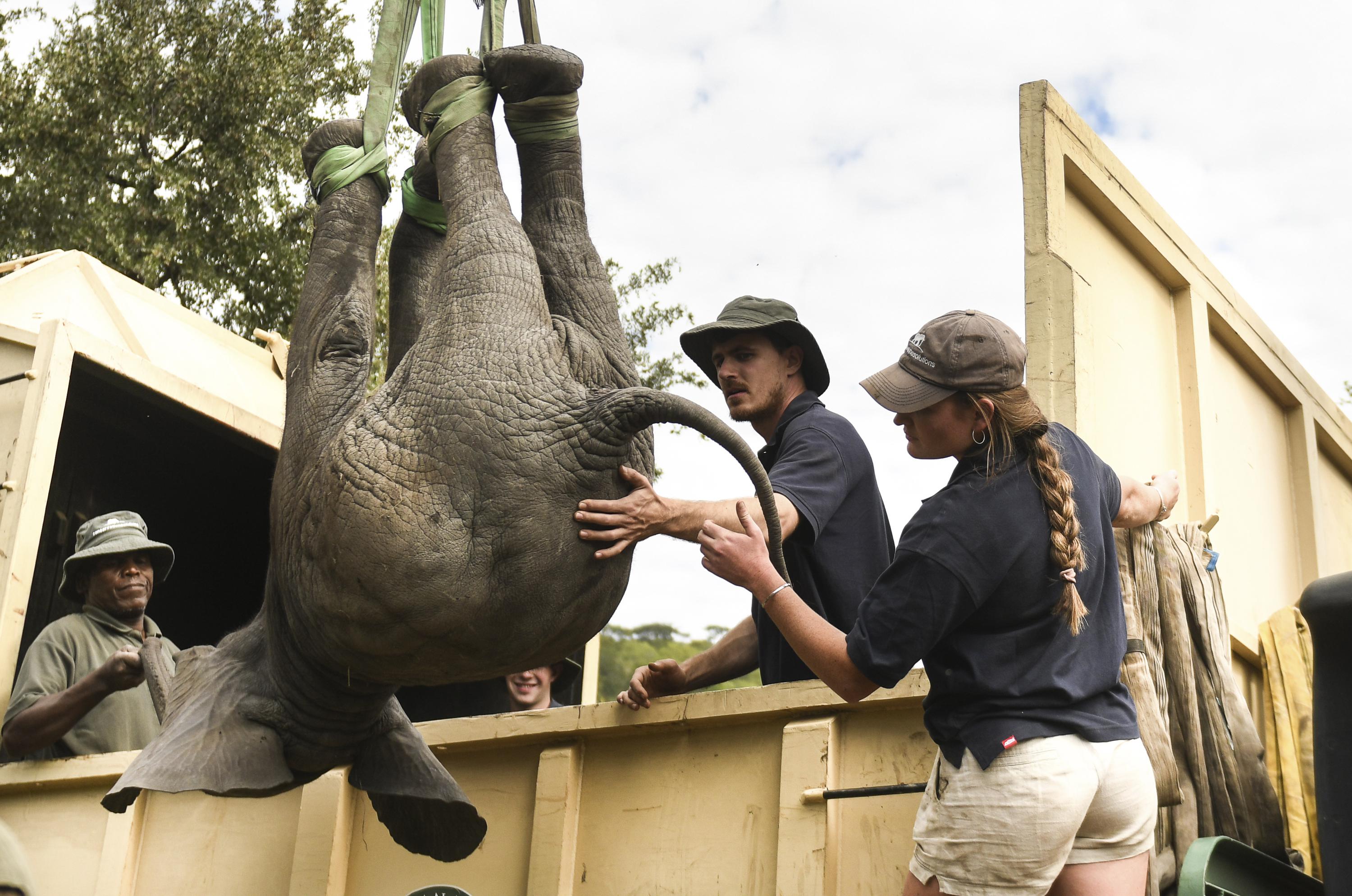 Zimbabwe moves 2,500 wild animals due to climate change