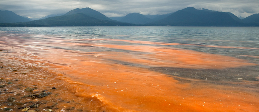 Algal Bloom Monitoring