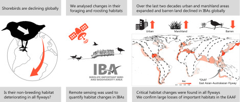 Global changes in wetlands help clarify the decline of shorebirds