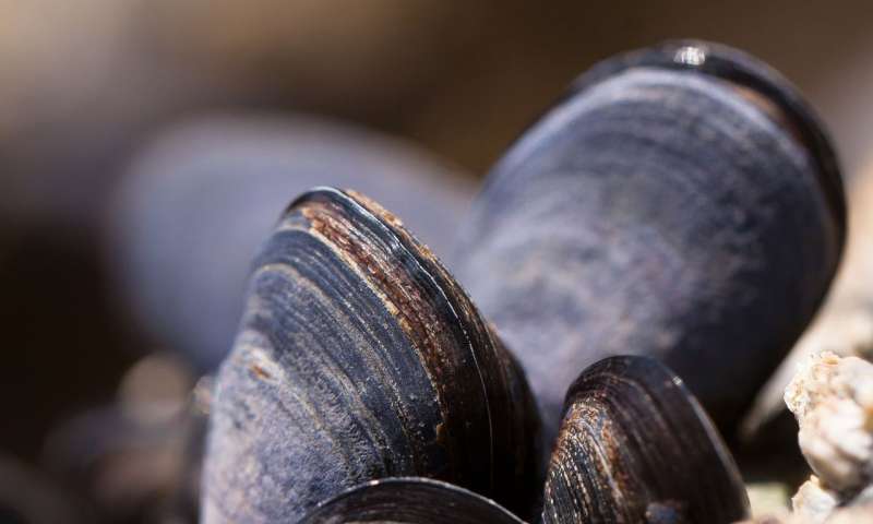 Mussels Are Inspiring New Technology That Could Help Purify Water And Clean Up Oil Spills