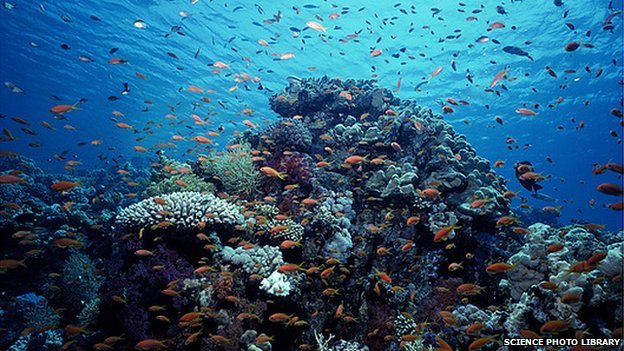 Health of oceans "declining fast"