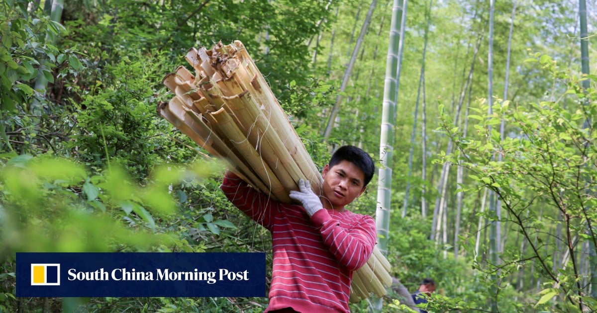 Not just for pandas: China bets on bamboo in green transition from plastics