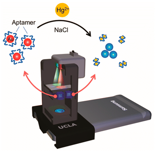 Detection of Mercury Contamination in Water Samples Using a Smart-Phone