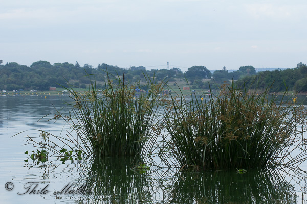 An Israeli company said it has cleared the Roodeplaat Dam in South Africa of toxic cyanobacteria in the largest project of its kind ever success...