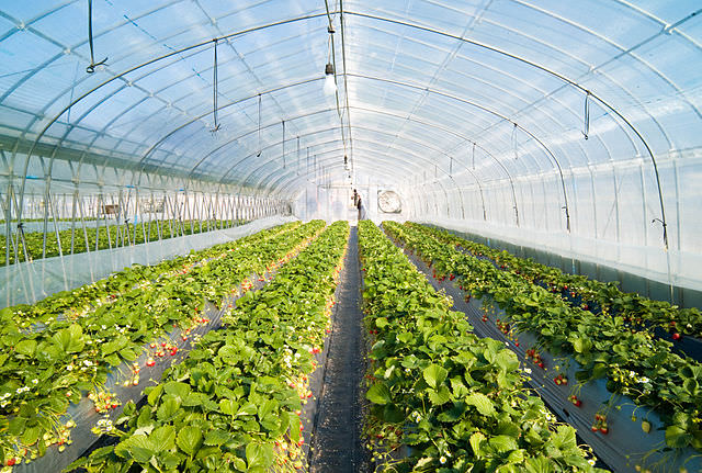 Major Food ​Retailer’​s Sustainability ​Program Drives ​Farmers’ ​Environmental ​Practices ​
