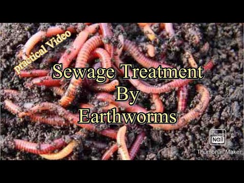 Sewage treatment by earthworms. This is a live plant video where treatment is done by earthworms. By this, treated water quality is also maintai...