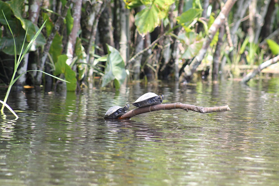 Microorganisms are the Main Emitters of Carbon in Amazonian Waters