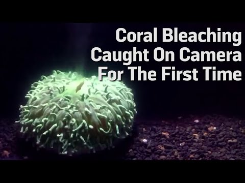 Coral Bleaching on Camera For the Fist Time