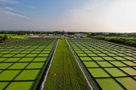 World Water Works Invests in Algae-Based Technology