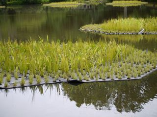 Wetland for Cleaning up Polluted Water