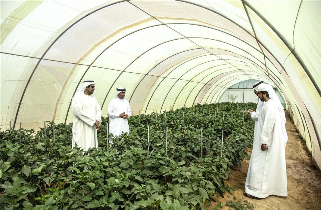 90% of Farms in East UAE Have Water Problems